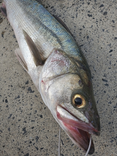 スズキの釣果