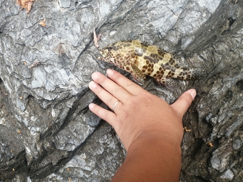 タイワンブダイの釣果