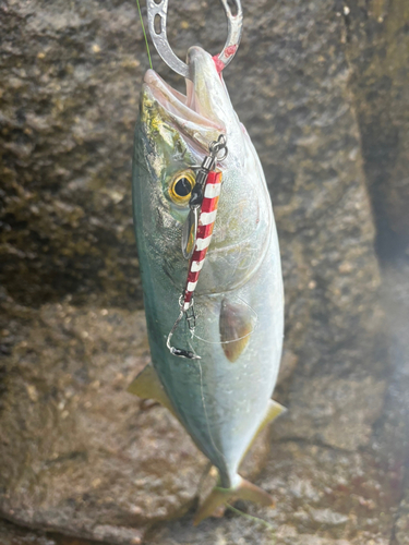 イナダの釣果