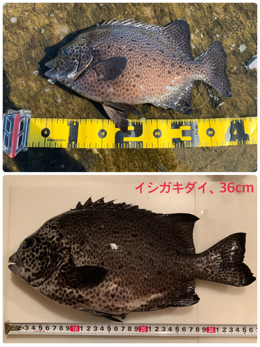 イシガキダイの釣果