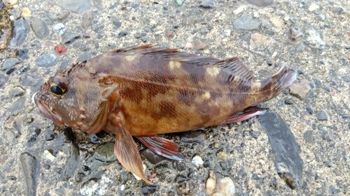 カサゴの釣果