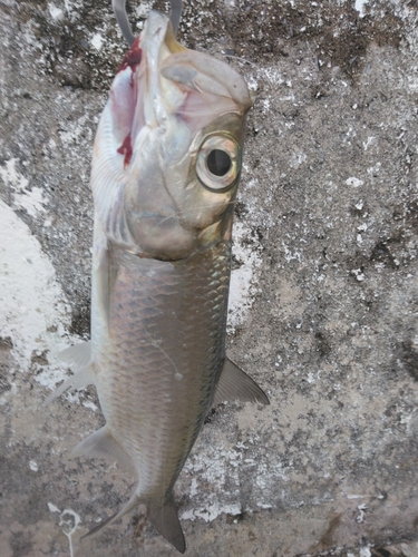 ターポンの釣果