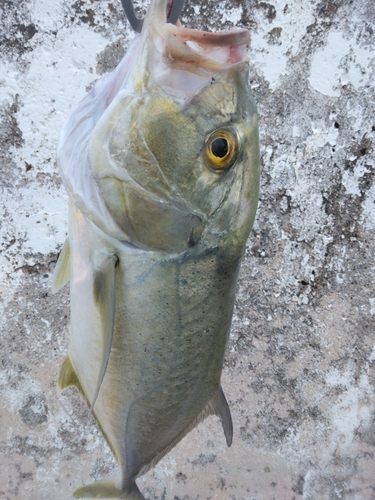 ギンガメアジの釣果