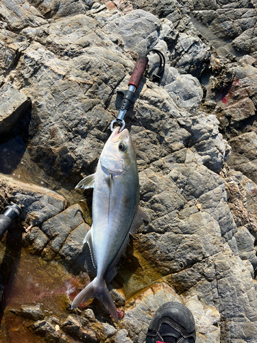 カンパチの釣果