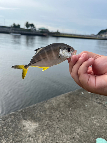 メッキの釣果