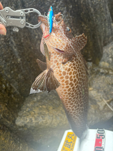 オオモンハタの釣果