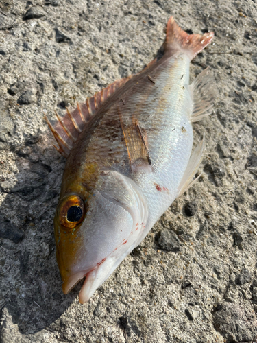 イトフエフキの釣果