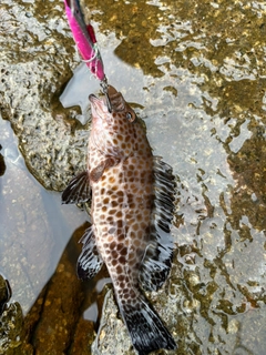 オオモンハタの釣果