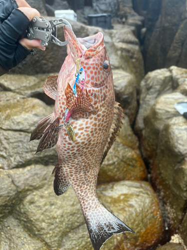 オオモンハタの釣果