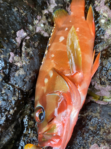 アカハタの釣果