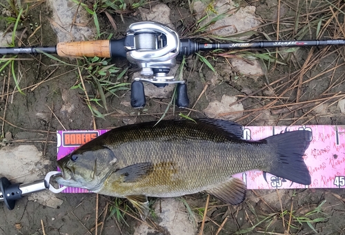 スモールマウスバスの釣果