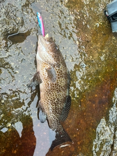 オオモンハタの釣果