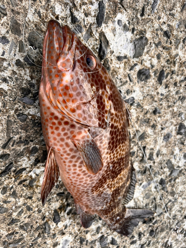 オオモンハタの釣果