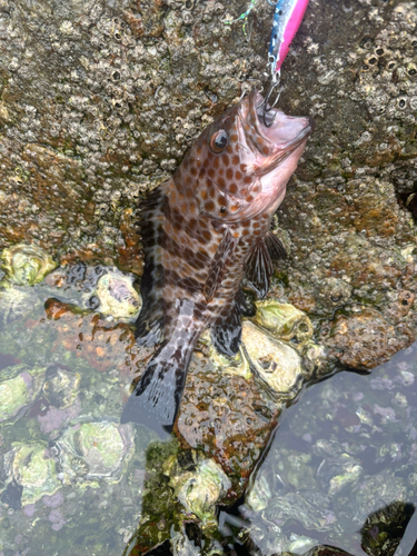 オオモンハタの釣果