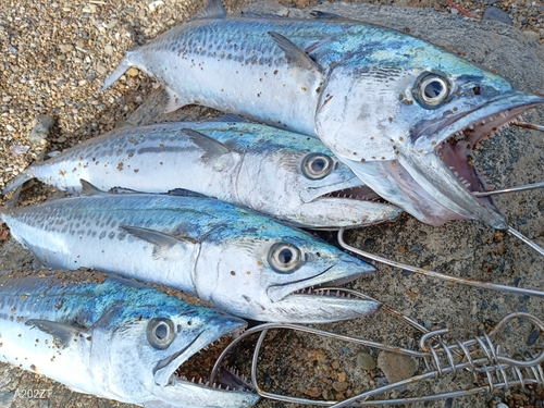 サゴシの釣果