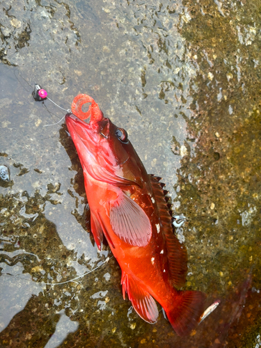 アカハタの釣果