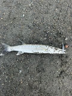 カマスの釣果