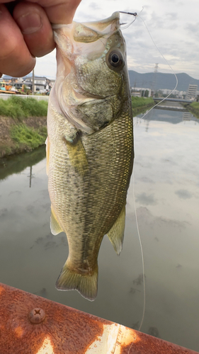 岐阜県南部