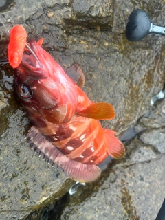 アカハタの釣果