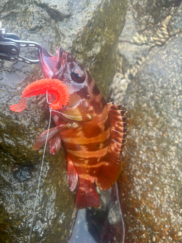 アカハタの釣果