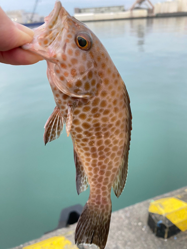 オオモンハタの釣果