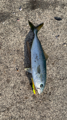 ショゴの釣果