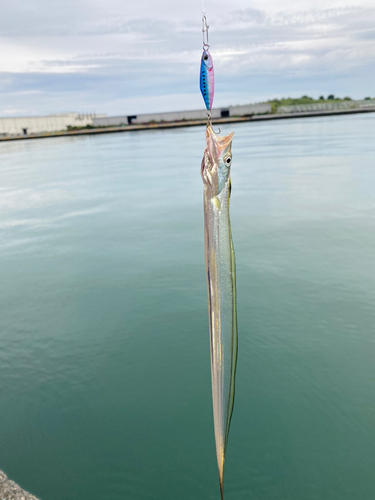 タチウオの釣果