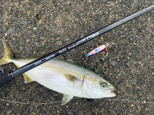 イナダの釣果