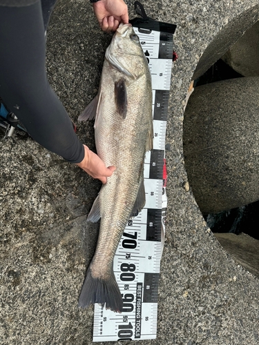 シーバスの釣果