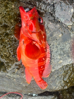 アカハタの釣果