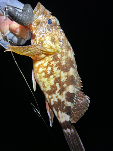 カサゴの釣果