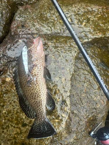 オオモンハタの釣果