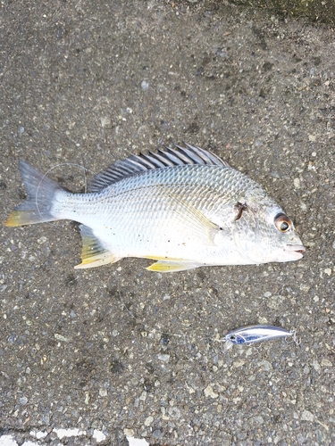 キビレの釣果