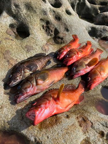 アカハタの釣果