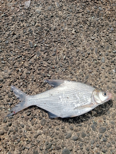 ダントウボウの釣果