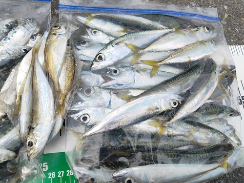 イワシの釣果