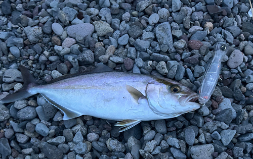 ネリゴの釣果