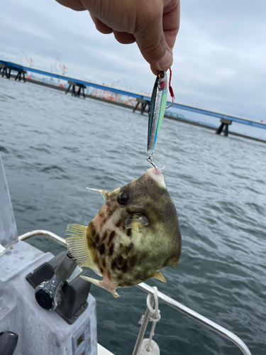 カワハギの釣果