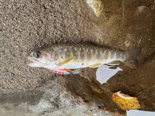 イワナの釣果