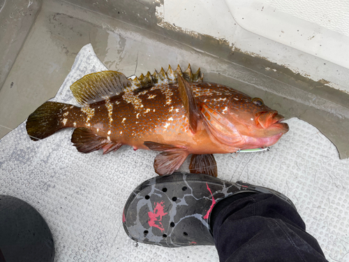 キジハタの釣果