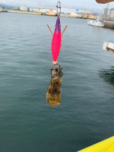 イカの釣果