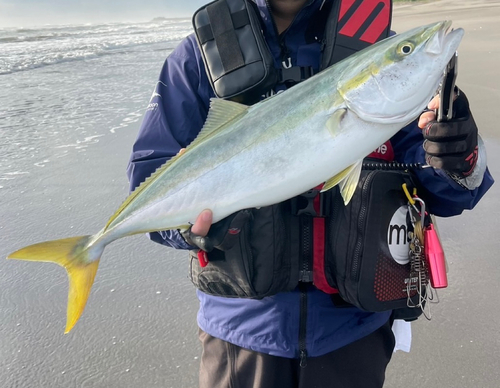 イナダの釣果