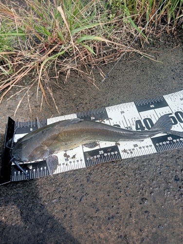 アメリカナマズの釣果