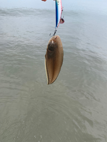 シタビラメの釣果