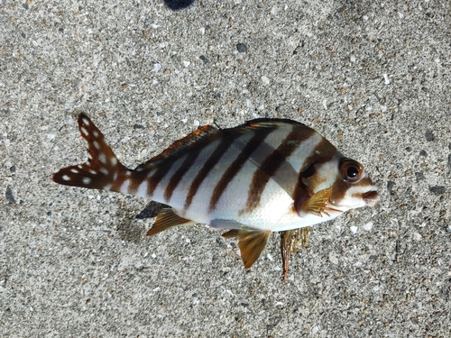 タカノハダイの釣果