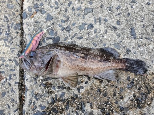 タケノコメバルの釣果