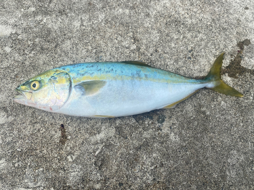 三陸海岸（青森）