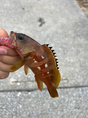 アカハタの釣果