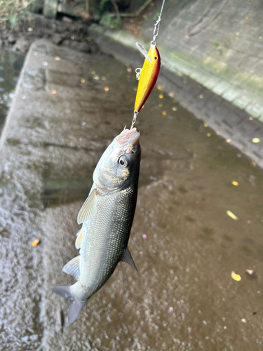 ウグイの釣果