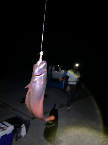 ドンコの釣果